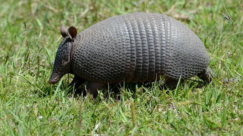 mamiferos